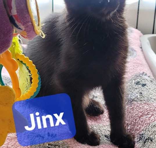 Photo of Jinx