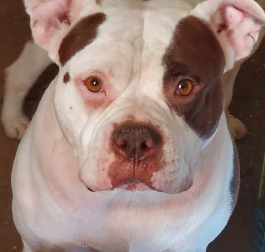 Photo of Apollo