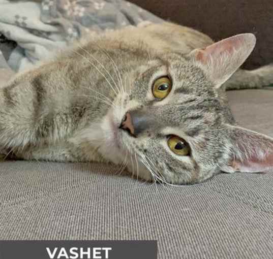 Photo of Vashet