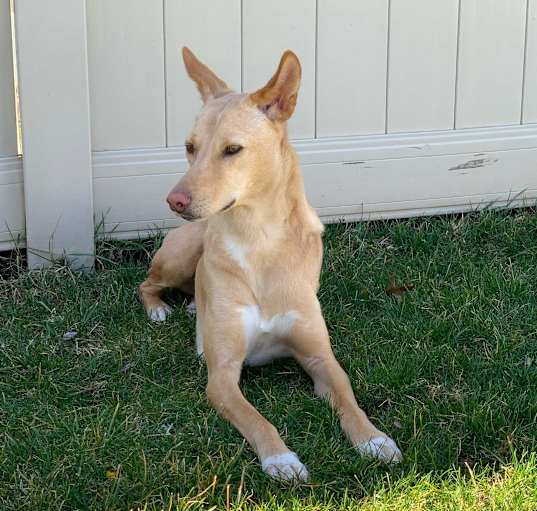 Photo of Kolo-URGENT-Indian Pariah dog