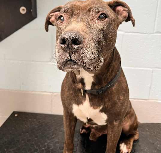 Photo of Goliath