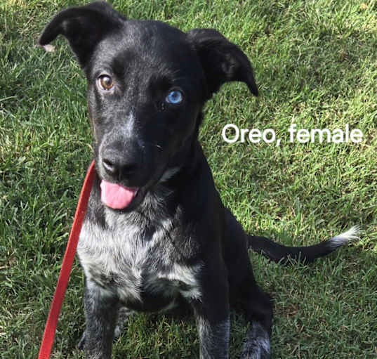 Photo of Oreo