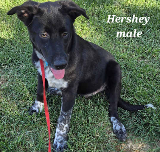 Photo of Hershey