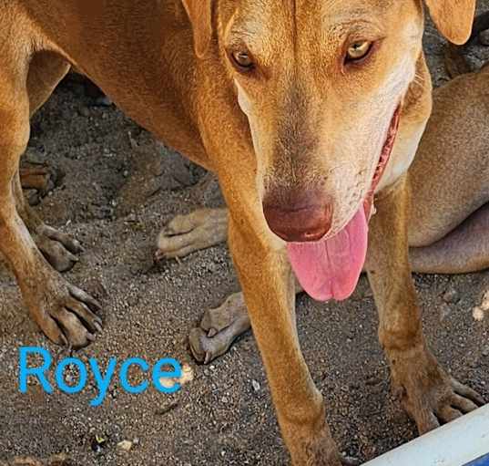 Photo of Royce