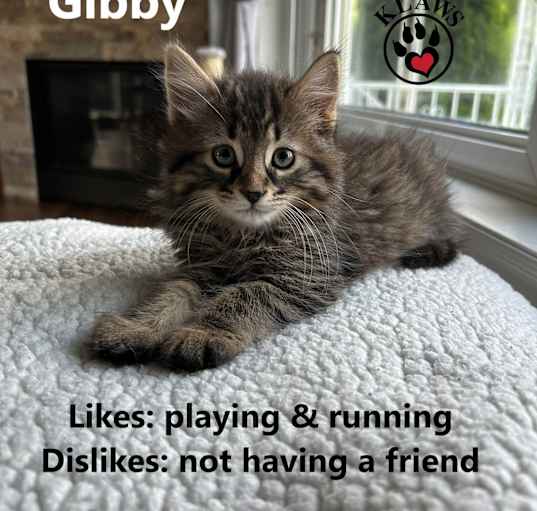 Photo of Gibby