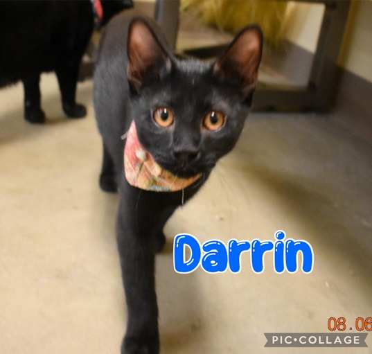 Photo of Darrin