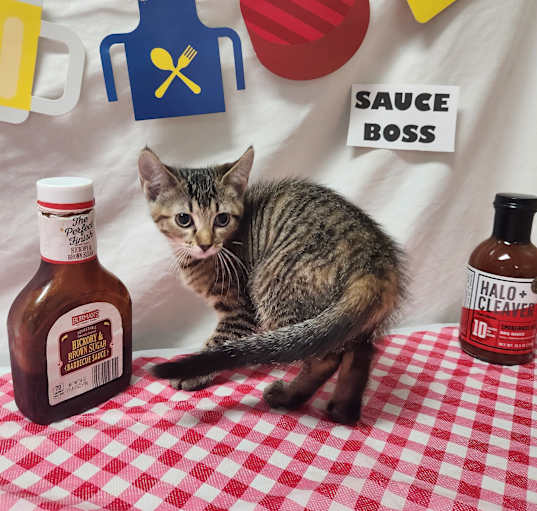 Photo of Sauce Boss