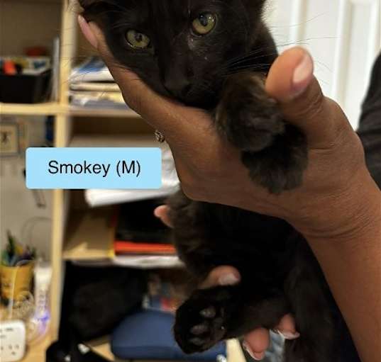 Photo of Smokey  white