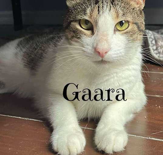 Photo of Gaara (Keebler)