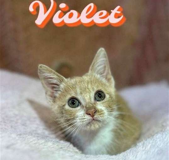 Photo of Violet