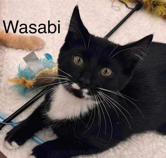 Photo of Wasabi