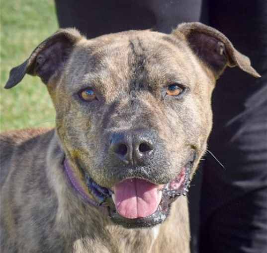Photo of Hercules