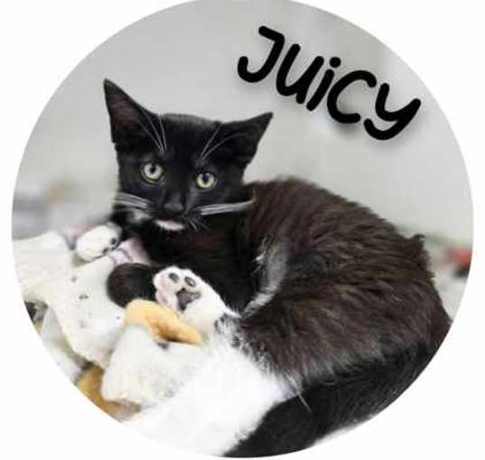 Photo of Juicy