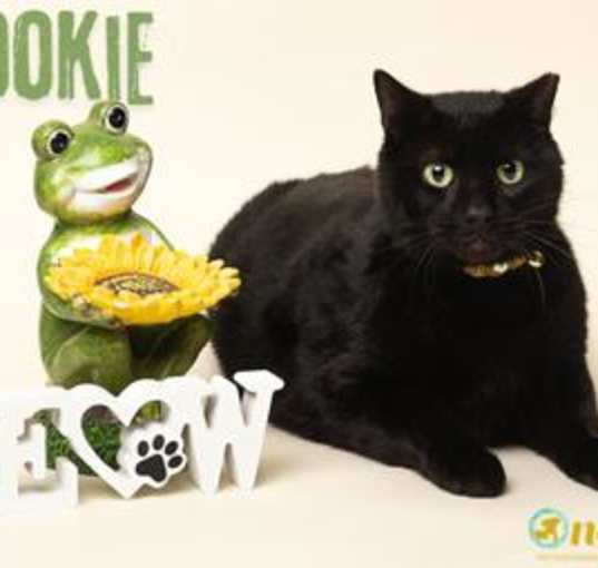 Photo of Spookie