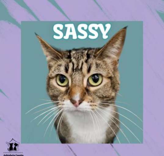 Photo of Sassy