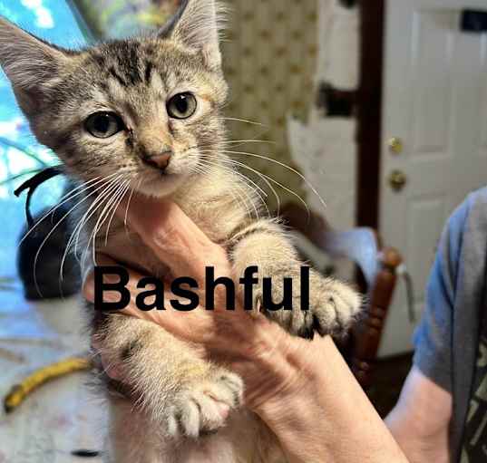 Photo of Bashful B.