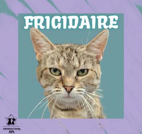 Photo of Frigidaire