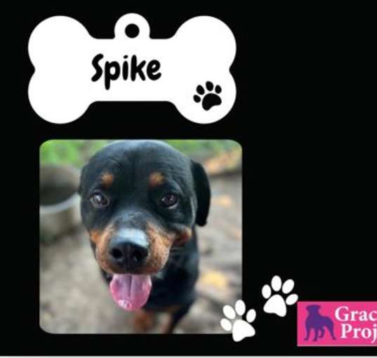 Photo of Spike