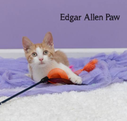 Photo of Edgar Allen Paw