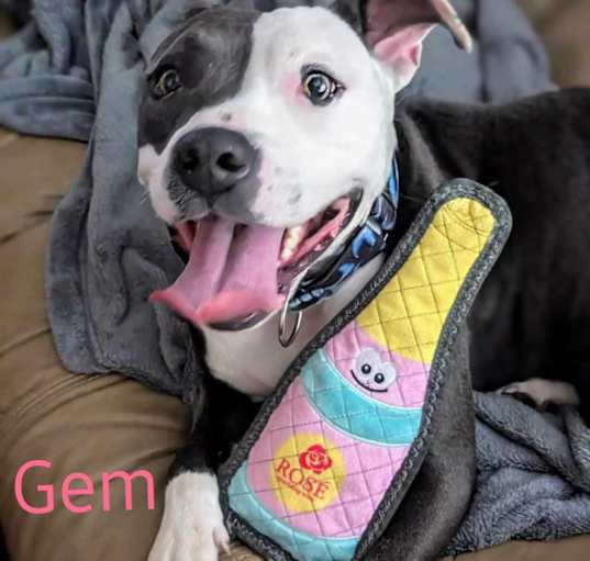 Photo of GEM