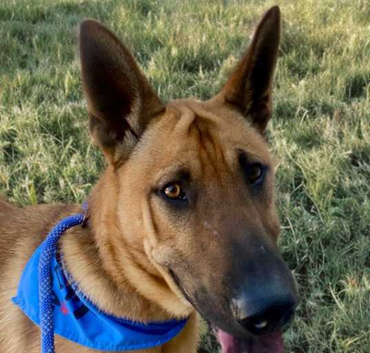 Photo of Mambo