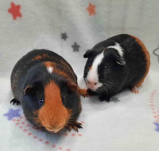 Photo of Hershey & Toffee