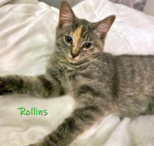 Photo of Rollins