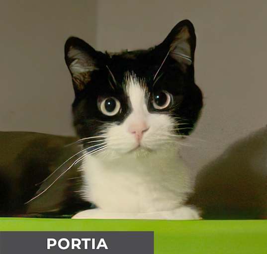 Photo of Portia