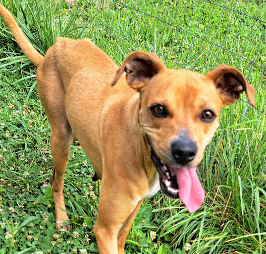 Photo of Sweet Pea