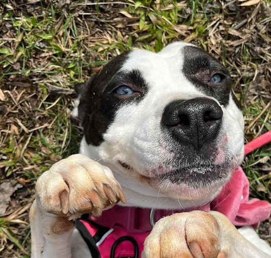 Photo of Patches