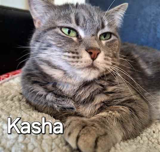 Photo of Kasha