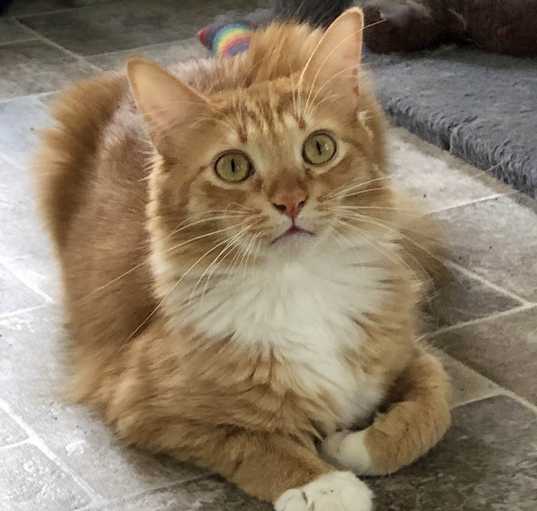 Photo of Willie