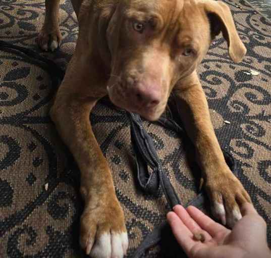 Photo of Ruckus