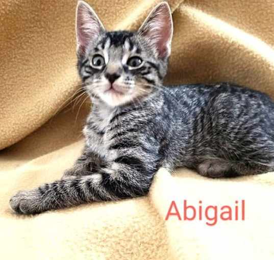 Photo of Abigail