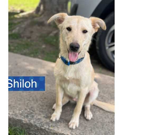 Photo of Shiloh