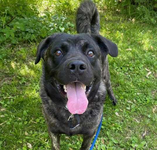 Photo of Bear