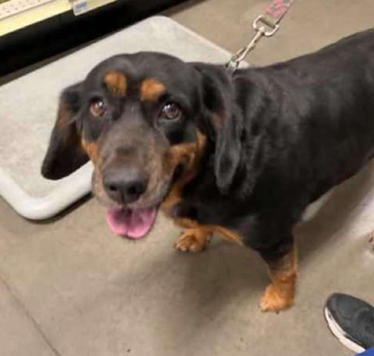 Photo of Piper
