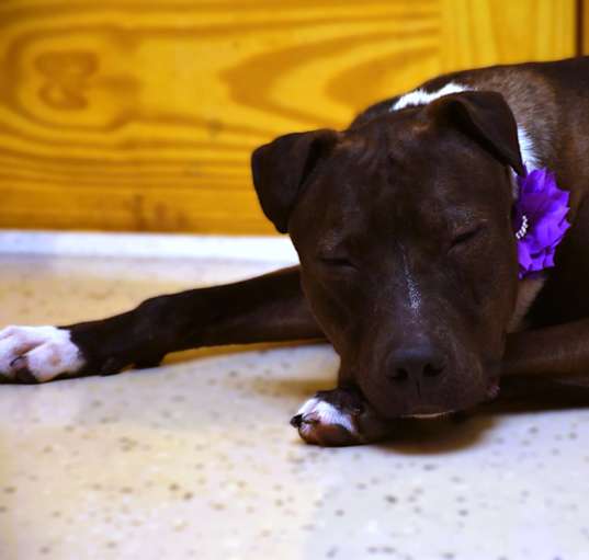 Photo of Reesie - CAN YOU FOSTER ME?