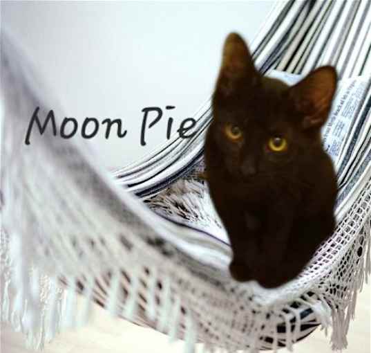 Photo of Moon Pie #a-candid-interview