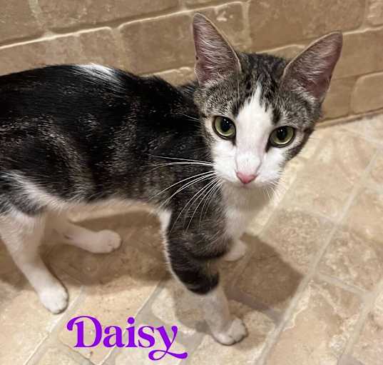 Photo of Daisy