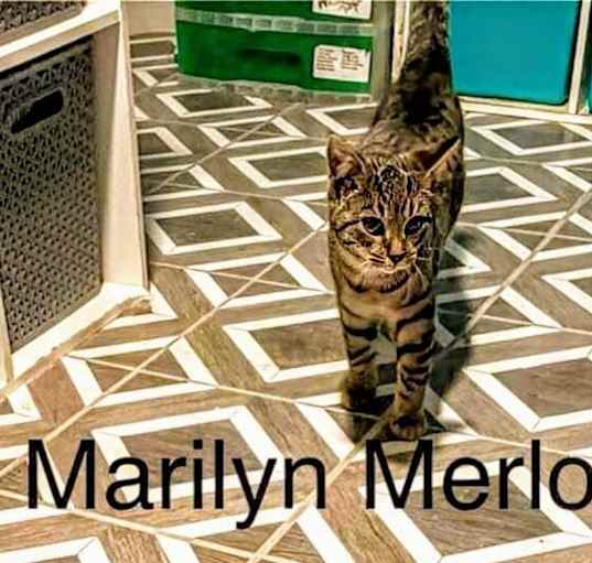 Photo of Marilyn Merlot