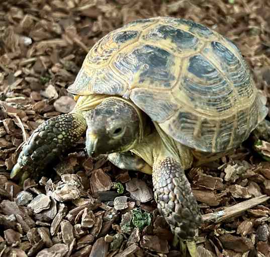 Photo of Russian Tortoise 1