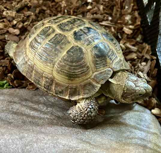 Photo of Russian Tortoise 2