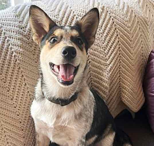 Photo of Lilly - Husky/Cattle Dog mix!