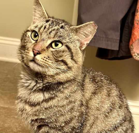 Photo of Chester