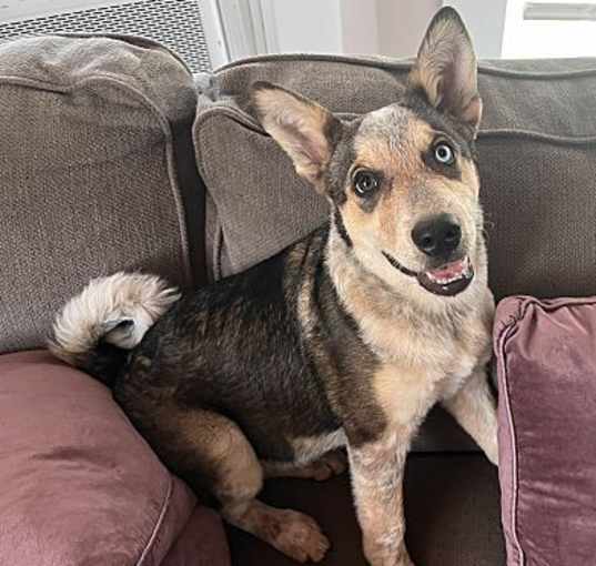 Photo of Matty - Husky/Cattle Dog mix!