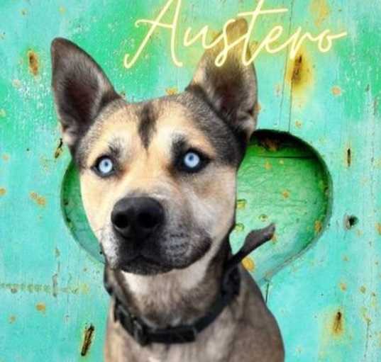 Photo of Austero