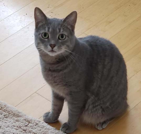Photo of Milo