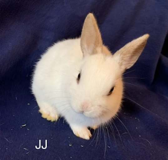 Photo of JJ RABBIT KIT