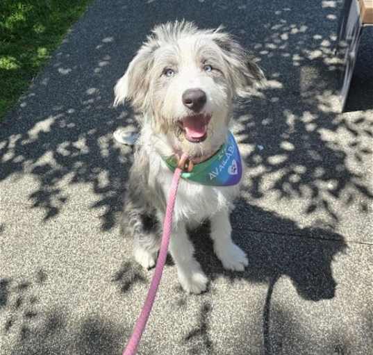 Photo of Echo